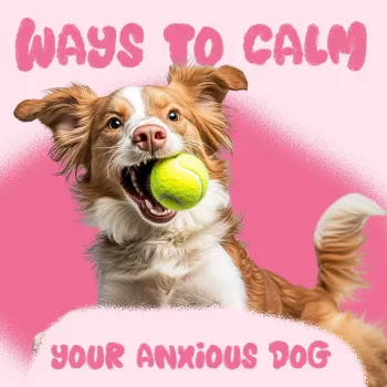 Peaceful Paws: Natural Calm Tips for Anxious Dogs